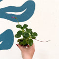 Streptocarpus caulescens ‘Blue Moon’ – Cape Primrose - Welsh Grown - Sprouts of Bristol