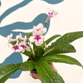 Streptocarpus ionantha 'Beverley' - Welsh Grown - Sprouts of Bristol