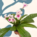 Streptocarpus ionantha 'Beverley' - Welsh Grown - Sprouts of Bristol