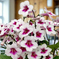 Streptocarpus ionantha 'Beverley' - Welsh Grown - Sprouts of Bristol