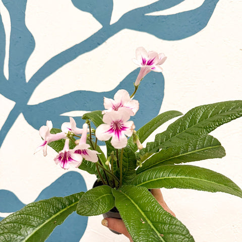 Streptocarpus ionantha 'Beverley' - Welsh Grown - Sprouts of Bristol