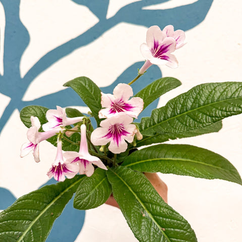 Streptocarpus ionantha 'Beverley' - Welsh Grown - Sprouts of Bristol