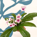 Streptocarpus ionantha 'Beverley' - Welsh Grown - Sprouts of Bristol
