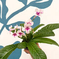 Streptocarpus ionantha 'Beverley' - Welsh Grown - Sprouts of Bristol