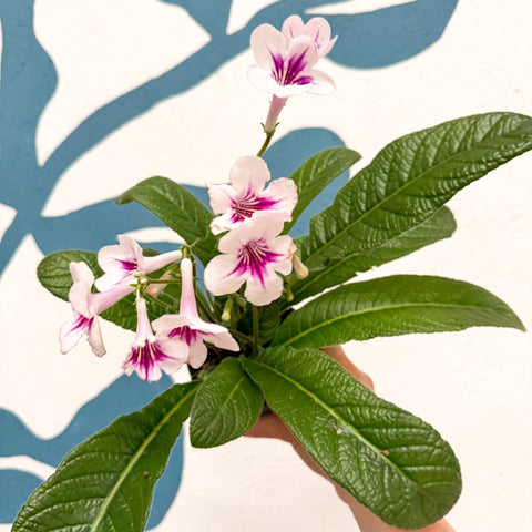 Streptocarpus ionantha 'Beverley' - Welsh Grown - Sprouts of Bristol
