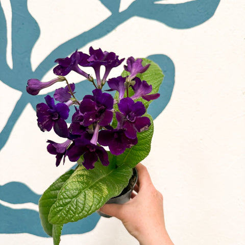 Streptocarpus ionantha 'Camilla' - Welsh Grown - Sprouts of Bristol