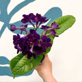 Streptocarpus ionantha 'Camilla' - Welsh Grown - Sprouts of Bristol