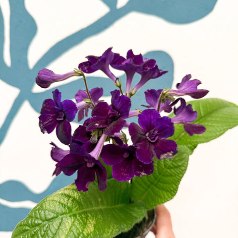Streptocarpus ionantha 'Camilla' - Welsh Grown - Sprouts of Bristol