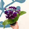 Streptocarpus ionantha 'Camilla' - Welsh Grown - Sprouts of Bristol