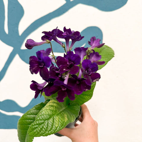 Streptocarpus ionantha 'Camilla' - Welsh Grown - Sprouts of Bristol
