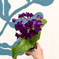 Streptocarpus ionantha 'Camilla' - Welsh Grown - Sprouts of Bristol