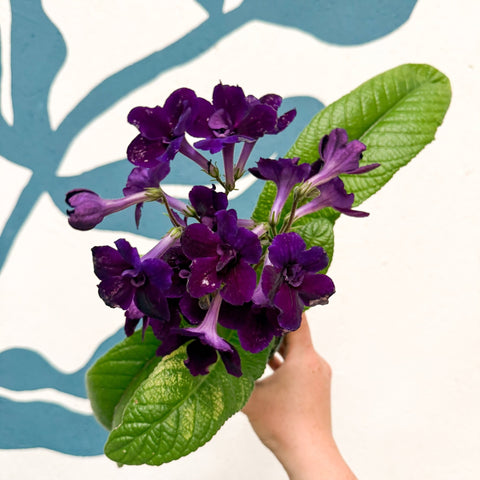 Streptocarpus ionantha 'Camilla' - Welsh Grown - Sprouts of Bristol