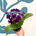 Streptocarpus ionantha 'Camilla' - Welsh Grown - Sprouts of Bristol