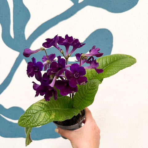 Streptocarpus ionantha 'Camilla' - Welsh Grown - Sprouts of Bristol