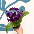 Streptocarpus ionantha 'Camilla' - Welsh Grown - Sprouts of Bristol