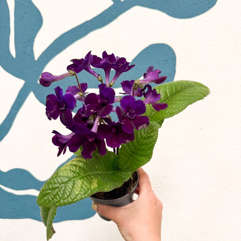 Streptocarpus ionantha 'Camilla' - Welsh Grown - Sprouts of Bristol
