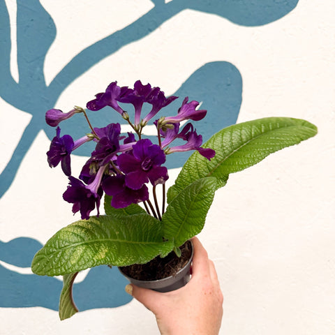 Streptocarpus ionantha 'Camilla' - Welsh Grown - Sprouts of Bristol