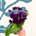 Streptocarpus ionantha 'Camilla' - Welsh Grown - Sprouts of Bristol