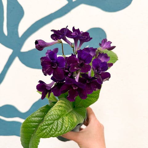 Streptocarpus ionantha 'Camilla' - Welsh Grown - Sprouts of Bristol
