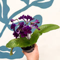 Streptocarpus ionantha 'Camilla' - Welsh Grown - Sprouts of Bristol