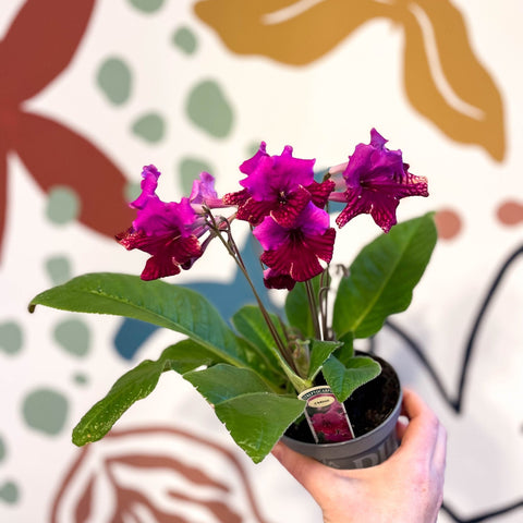 Streptocarpus ionantha 'Cariad' - Welsh Grown - Sprouts of Bristol