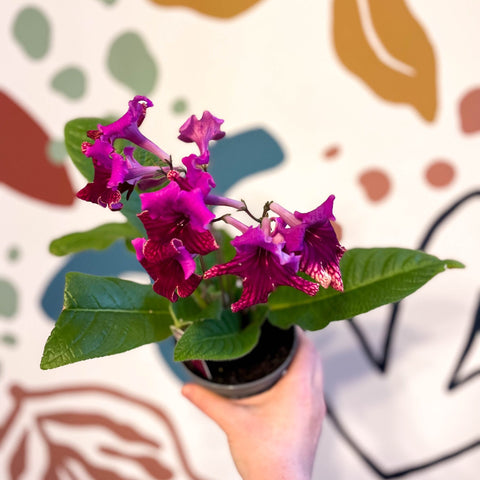 Streptocarpus ionantha 'Cariad' - Welsh Grown - Sprouts of Bristol