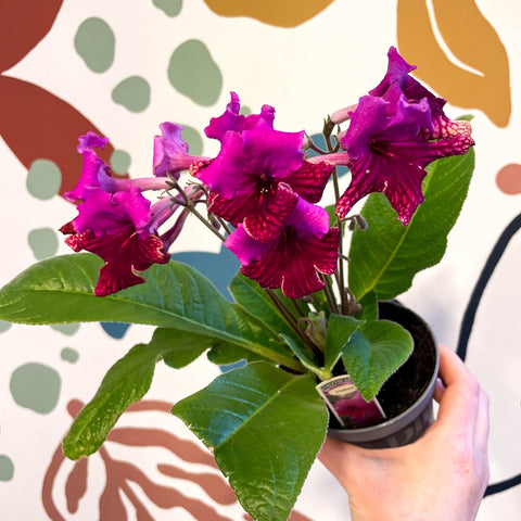 Streptocarpus ionantha 'Cariad' - Welsh Grown - Sprouts of Bristol