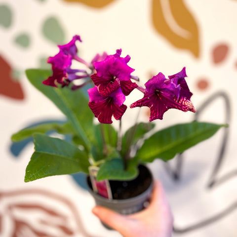 Streptocarpus ionantha 'Cariad' - Welsh Grown - Sprouts of Bristol