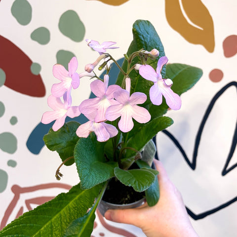 Streptocarpus ionantha 'Gloria' - Welsh Grown - Sprouts of Bristol