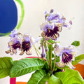 Streptocarpus ionantha 'Harlequin Lace' - Welsh Grown - Sprouts of Bristol