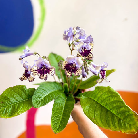 Streptocarpus ionantha 'Harlequin Lace' - Welsh Grown - Sprouts of Bristol