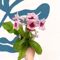 Streptocarpus ionantha 'Harlequin Rose' - Welsh Grown - Sprouts of Bristol