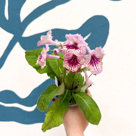 Streptocarpus ionantha 'Harlequin Rose' - Welsh Grown - Sprouts of Bristol