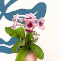 Streptocarpus ionantha 'Harlequin Rose' - Welsh Grown - Sprouts of Bristol