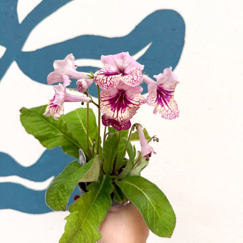 Streptocarpus ionantha 'Harlequin Rose' - Welsh Grown - Sprouts of Bristol