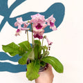 Streptocarpus ionantha 'Harlequin Rose' - Welsh Grown - Sprouts of Bristol