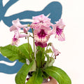 Streptocarpus ionantha 'Harlequin Rose' - Welsh Grown - Sprouts of Bristol