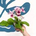 Streptocarpus ionantha 'Harlequin Rose' - Welsh Grown - Sprouts of Bristol