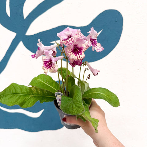 Streptocarpus ionantha 'Harlequin Rose' - Welsh Grown - Sprouts of Bristol