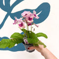Streptocarpus ionantha 'Harlequin Rose' - Welsh Grown - Sprouts of Bristol