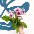 Streptocarpus ionantha 'Harlequin Rose' - Welsh Grown - Sprouts of Bristol