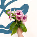 Streptocarpus ionantha 'Harlequin Rose' - Welsh Grown - Sprouts of Bristol