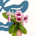 Streptocarpus ionantha 'Harlequin Rose' - Welsh Grown - Sprouts of Bristol