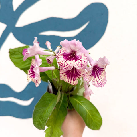 Streptocarpus ionantha 'Harlequin Rose' - Welsh Grown - Sprouts of Bristol