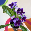 Streptocarpus ionantha 'Katie' - Welsh Grown - Sprouts of Bristol