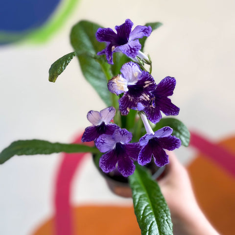 Streptocarpus ionantha 'Katie' - Welsh Grown - Sprouts of Bristol