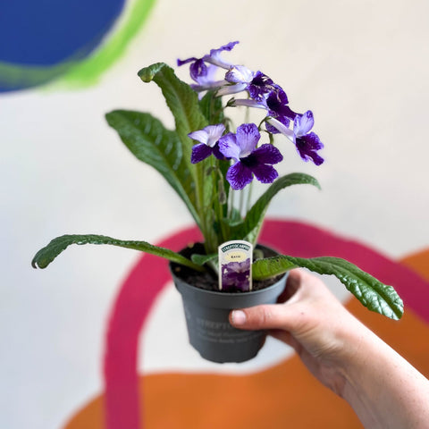 Streptocarpus ionantha 'Katie' - Welsh Grown - Sprouts of Bristol