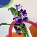 Streptocarpus ionantha 'Katie' - Welsh Grown - Sprouts of Bristol