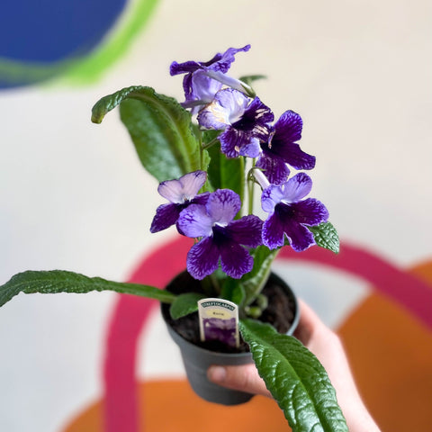 Streptocarpus ionantha 'Katie' - Welsh Grown - Sprouts of Bristol