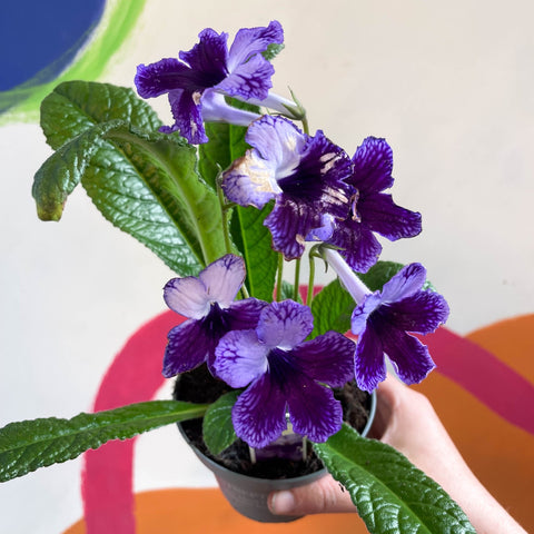 Streptocarpus ionantha 'Katie' - Welsh Grown - Sprouts of Bristol